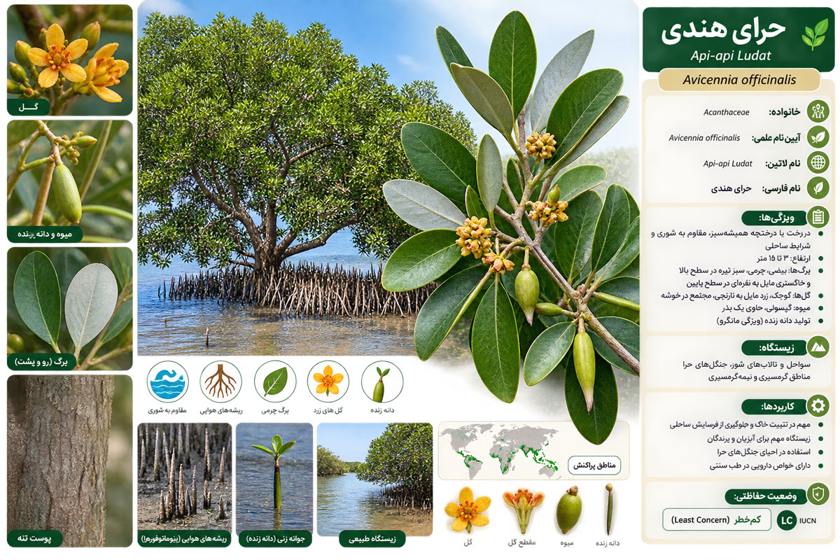 حرای هندی؛ مانگروی مقاومِ سواحل گرمسیری و زیستگاه حیات‌وحش